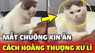 Cách xử lý của Hoàng Thượng khi bị mất CHIẾC CHUÔNG XIN ĂN 😂 | Yêu Lu