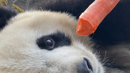 快来抱走你的小可爱吧