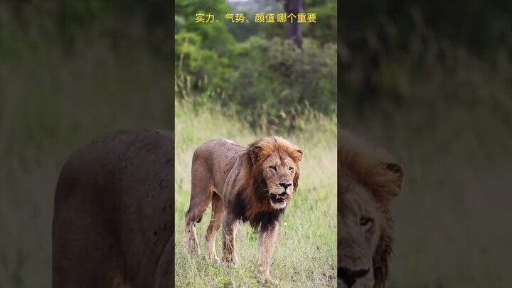 lion #shorts