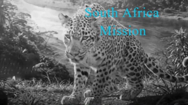 _The golden ghost of the savanna hunts in silence._ #short