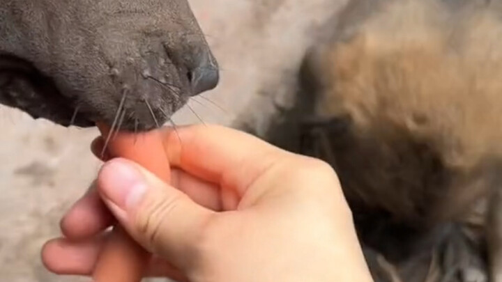 Chạy gì chứ, anh chỉ đang cho em ăn xúc xích thôi mà.