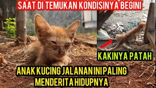 Anak Kucing Sedih Banget Kakinya Patah Dan Di Serang Ribuan Kutu Di Badannya..!