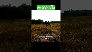 สัตว์ก็มีหัวใจ