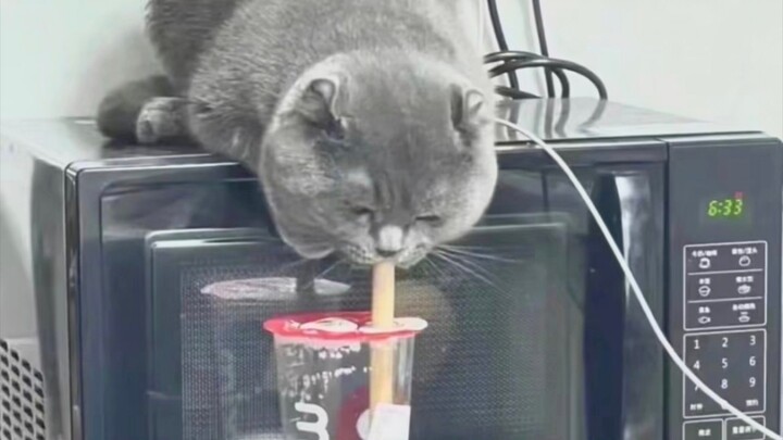 “Even little kittens love milk tea, so it’s okay if I have just a bit more!”