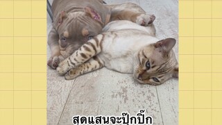 เพื่อนตัวน้อยแสนซน : สุดแสนจะปุ๊กปิ๊ก