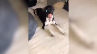 Những con người ngốc nghếch nhất hành tinh #62