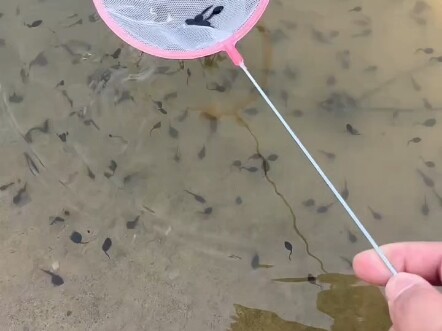 Trà sữa tự nhiên