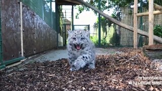 【雪豹】恶豹咆哮
