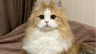 My cat...feels really bad...