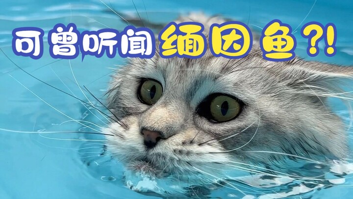 Mana ada kucing kecil yang suka main air segitu sih!!