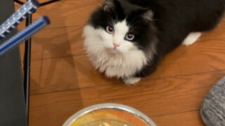 How can a cat possibly love tomato and egg soup??