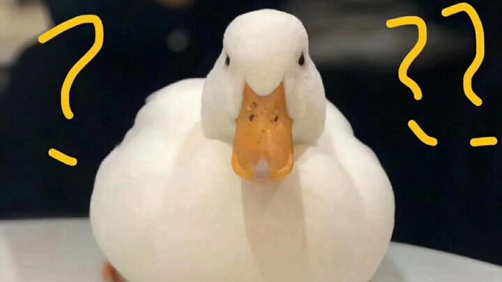 Isn’t a 12,000-yuan duck turned into beer-braised duck seriously mouthwatering? But who knew this du