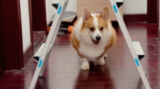 Hóa ra Corgi thực sự có điểm mù trong tầm nhìn.