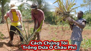 Tập 215: Trồng dứa trên đất Châu Phi||2Q Vlogs Cuộc Sống Châu Phi