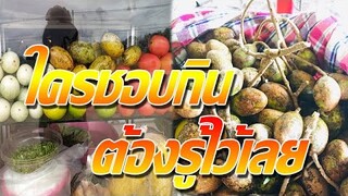 ใครที่ชอบกิน ต้องรู้ไว้ "มะกอกป่าหรือมะกอกไทย" มีสรรพคุณมากกว่าที่คิด