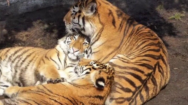 Two giant tiger cubs cuddle with their beloved mom—no matter how big they get, they’ll always be Mam