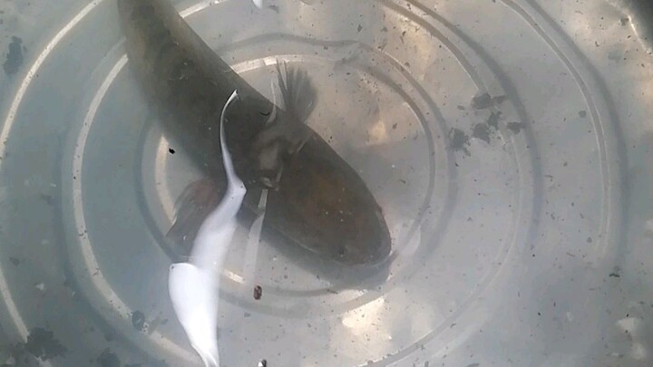 Gold fish😅🐠🐠