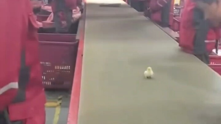 We still have no idea where the upper limit for delivery services really lies...