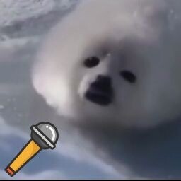 Stupid seal