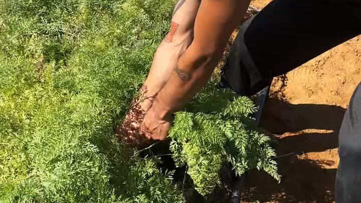 Colhendo na roça