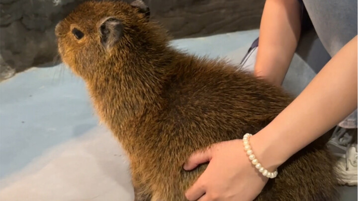 So this is what different animals feel like to the touch!