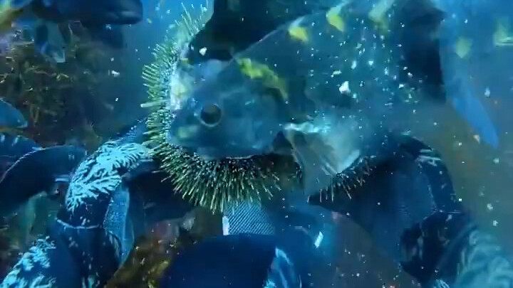 หอยเม่น: ขอบคุณค่ะ/ครับ!