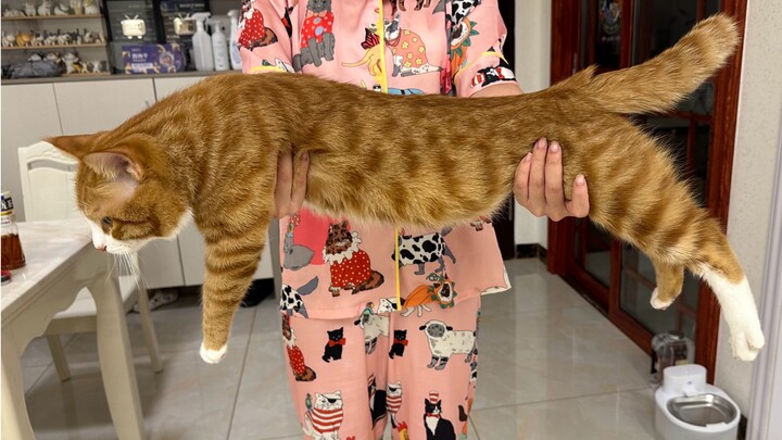 I feel like I’m raising the world’s sweetest orange cat.