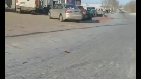 Encountered a giant rat on the road, woman got scared and slipped—only to accidentally crush the rat