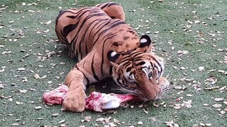 They are all eating and the tigers gets a treat!