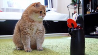 Cute Cat: Mom, this guy eats money!