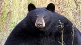 تحدي الدب الأضخم على الإنترنت بأكمله