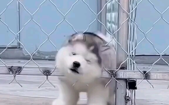 น่ารักแบบโง่ๆ หรือน่ารักแบบที่โง่ๆ?