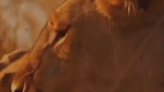Tetap tenang seperti King Lion