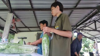 แพ็คผักกาดขาว