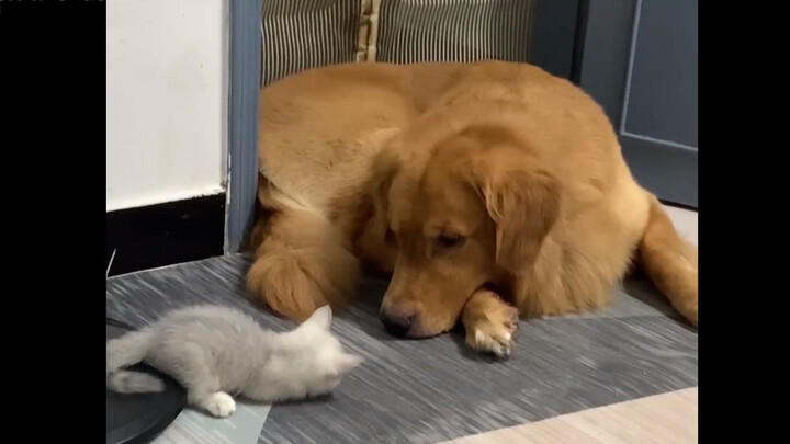 Pet | Golden Retriever's Love for The Kitten