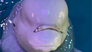 حان وقت الطعام