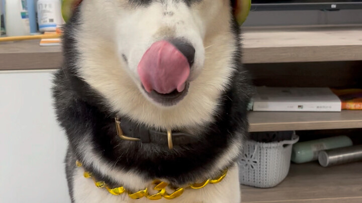 This dog seems very satisfied with the hat I made for it!