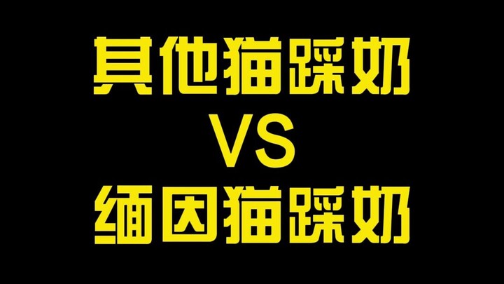 القطط الأخرى لطيفة ورائعة. نظرات قط مين كون ثابتة وكأنه يريد الانضمام إلى الحزب!