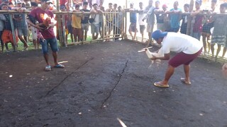 white kelso Po atin mga kabakyard