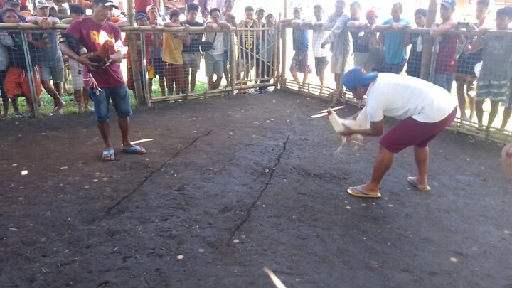 white kelso Po atin mga kabakyard