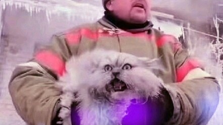 Kucing Rusia vs Kucing Denmark