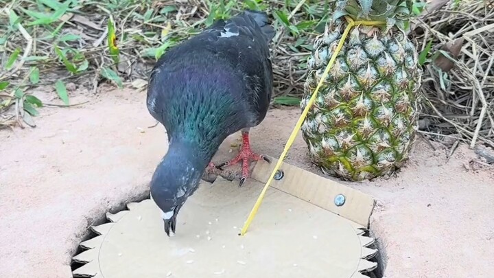 [World Curiosities Commentary] The video pack is ready—come check it out!