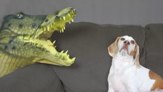 Dog vs Crocodile สุนัขตลก Maymo