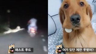 เสือป่าโจมตีมอเตอร์ไซค์ที่กำลังวิ่ง มีมสัตว์ตลก