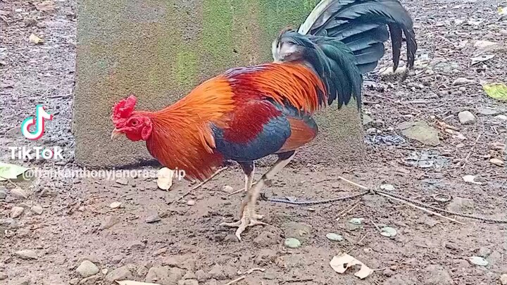 perfection roundhead