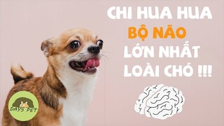 chihuahua - giống chó mini THÔNG MINH VÀ ĐÁNH ĐÁ nhất thế giới | Dayspet