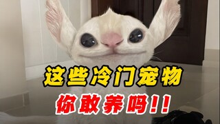 เตือนภัยสุดน่ารัก❗สัตว์เลี้ยงเฉพาะกลุ่ม 5 ชนิด ที่น่ารักและเลี้ยงง่าย~🦔
