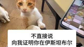 If you live in Istanbul, your cat-petting routine might be...
