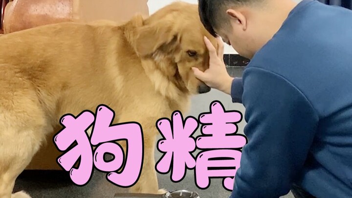 What it’s like when a pet parent realizes their Golden Retriever has turned into a mischievous spiri