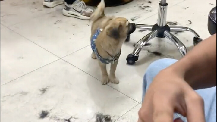 Anjing: Sialan!